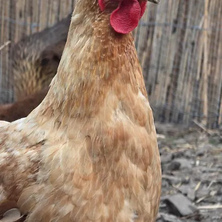 Ritterhof Apartements