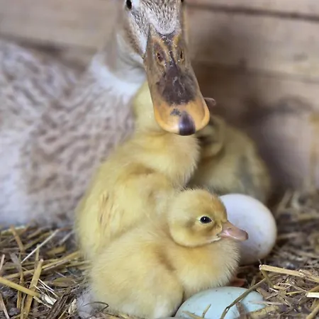 Ritterhof Apartements Apartman Rauris