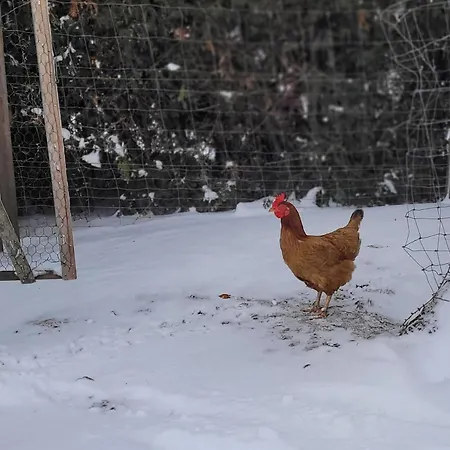 Ritterhof Apartements *