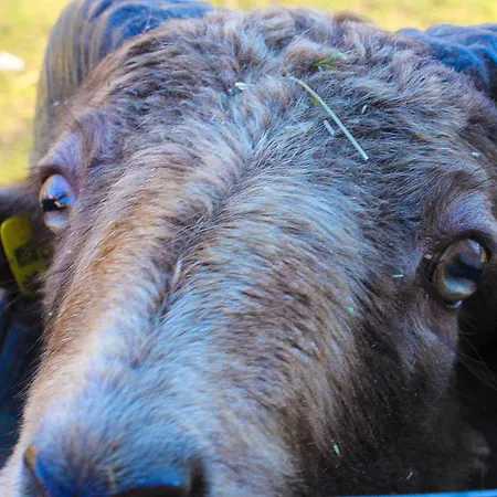 Ritterhof Apartements Rauris