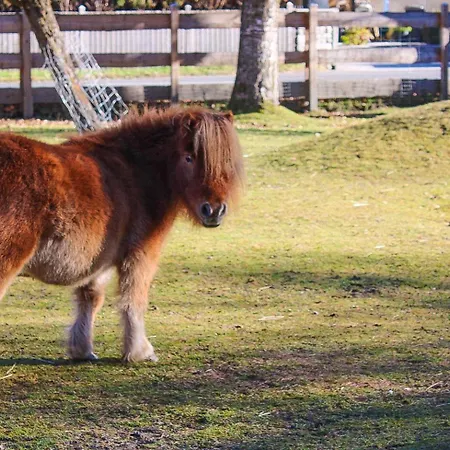 Ritterhof Apartements Appartement
