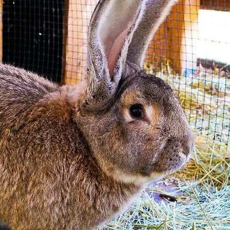 Ritterhof Apartements Appartamento Rauris