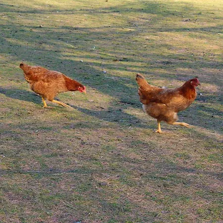 Ritterhof Apartements