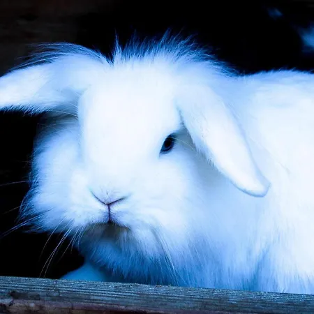 Appartamento Ritterhof Apartements