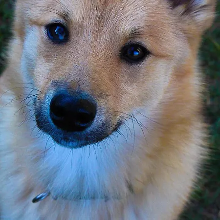 Ritterhof Apartements Appartamento Rauris