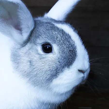 Ritterhof Apartements