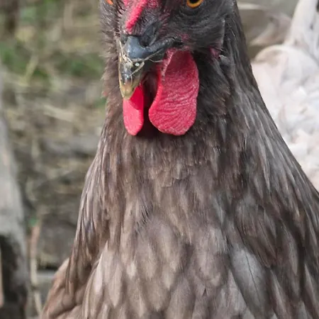 Appartamento Ritterhof Apartements *