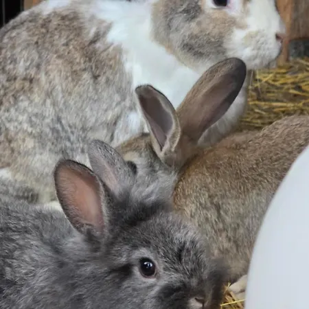 Ritterhof Apartements *