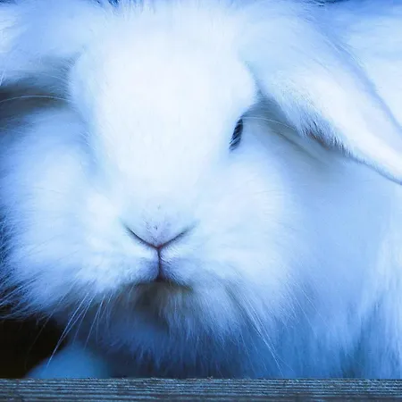 Ritterhof Apartements Apartman