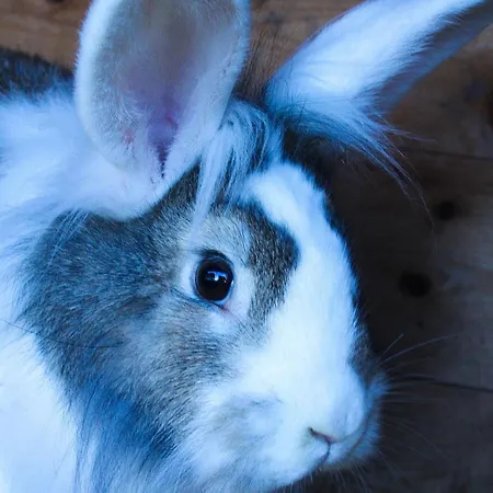 Apartman Ritterhof Apartements