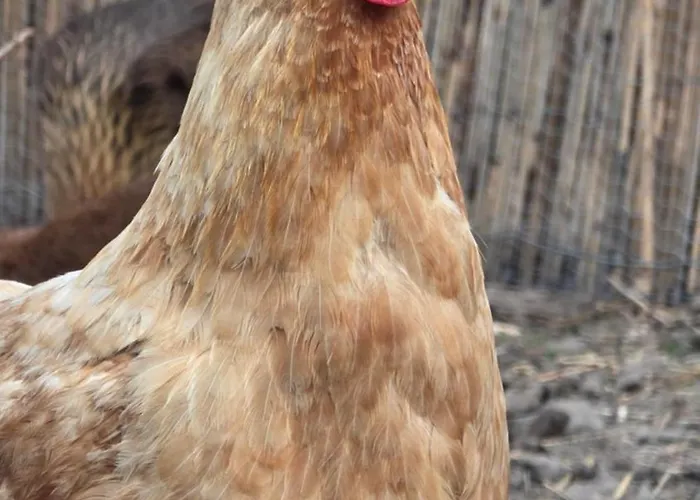 Ritterhof Apartements