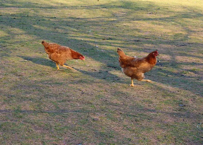 Ritterhof Apartements