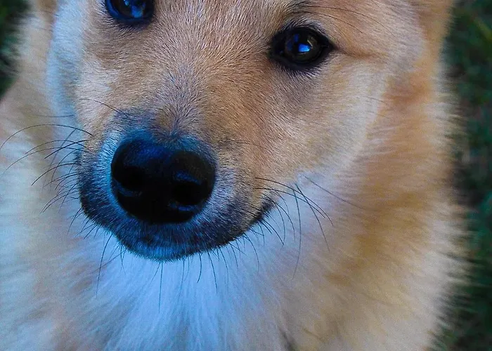 Ritterhof Apartements Appartement Rauris