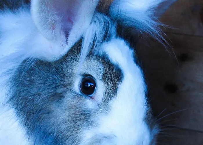 Appartement Ritterhof Apartements